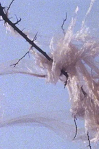 When You See a Rose poster