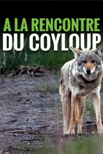 A la rencontre du coyloup poster