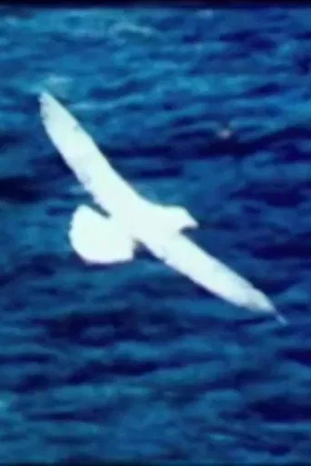 Birds by the Sea (Prayer) poster