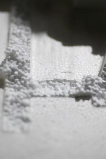 Tenebrio molitor poster