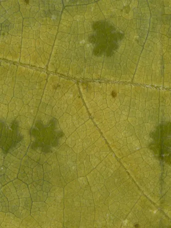 Ghost Orchard - Jessamine poster