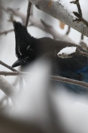 Sacred Mountain poster