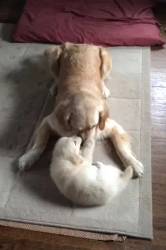 Hopper meets Venkman poster