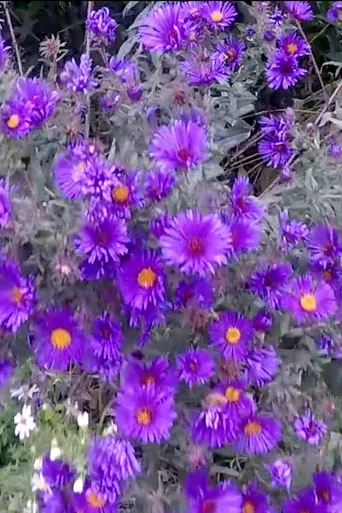 Devotional Cinema poster