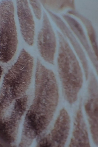 Speckled Flare poster