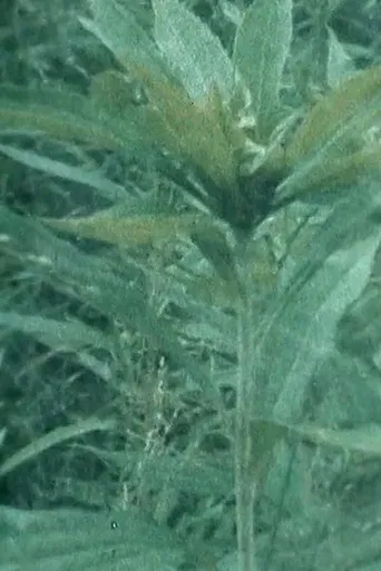 Doris' Garden poster