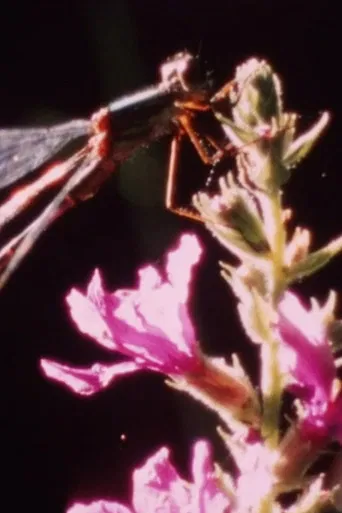 Beautiful young ladies poster