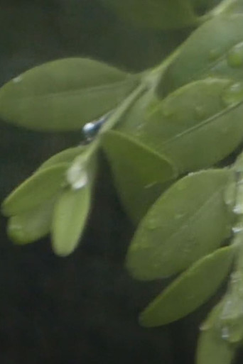 Through the Hoops of Time poster