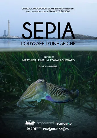 Sépia, l'odyssée d'une seiche poster
