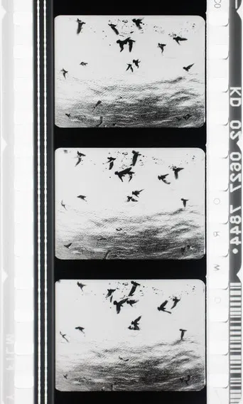 Images en négatif poster