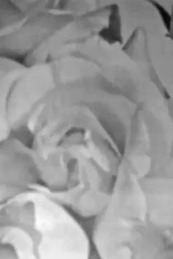 Roses in Full Colour poster