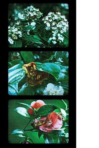 Flowers (III) poster