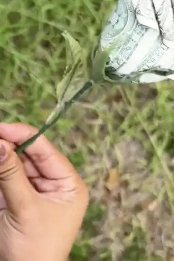 The String of Lineage poster