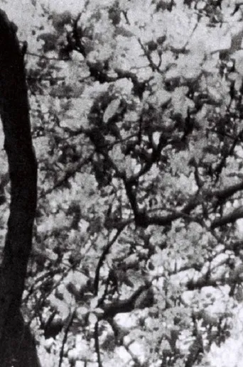 This is for Jonas Mekas poster