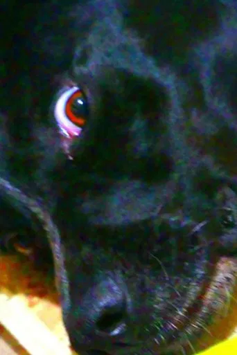 Hat, Where Is It? poster