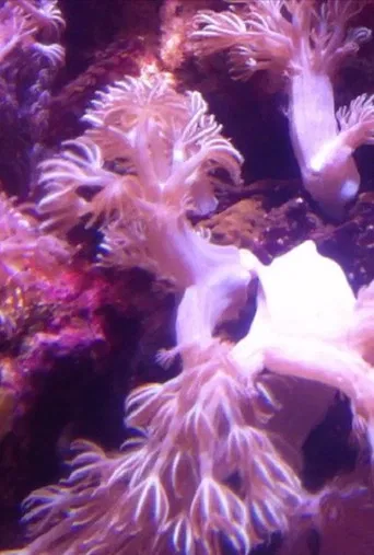 Blueprint of Moving Image poster