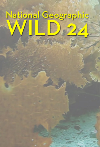 Wild 24 poster