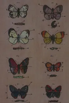 Lekcja anatomii poster