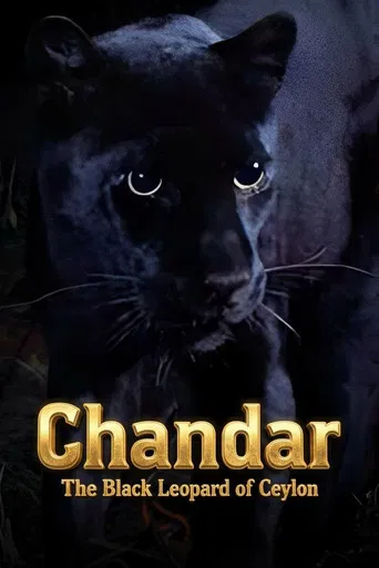 Chandar, the Black Leopard of Ceylon poster