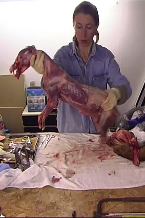 The Reynard Diary poster