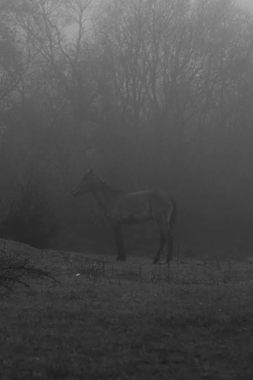 Plastic Flowers poster