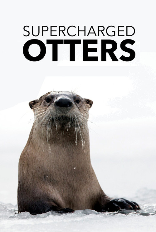 Supercharged Otters poster