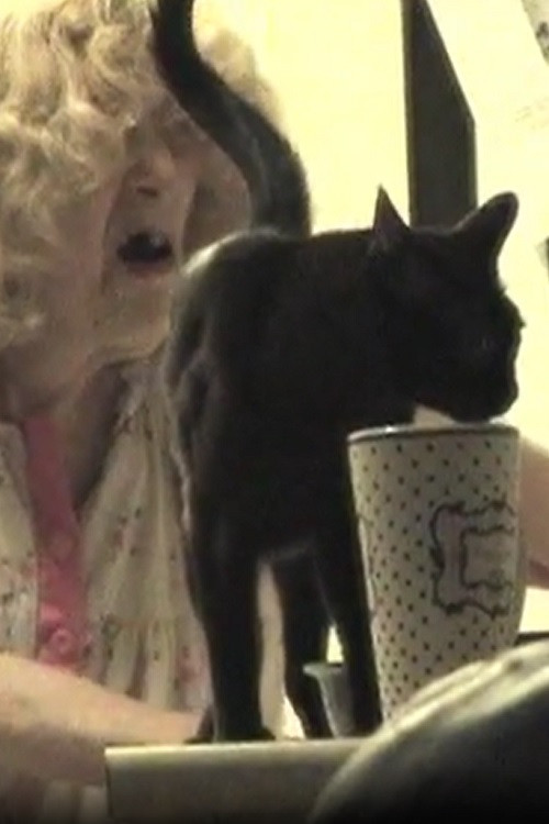 The Butchered Beefcake poster