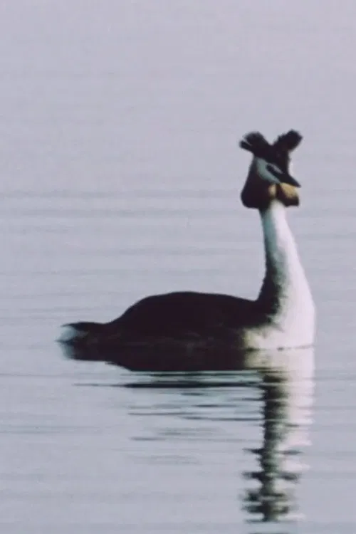 Ühe armastuse lugu poster