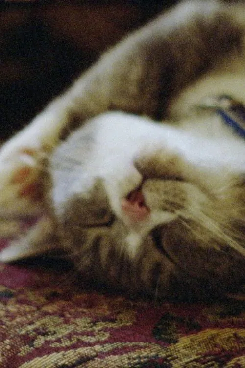 Pitcher of Colored Light poster