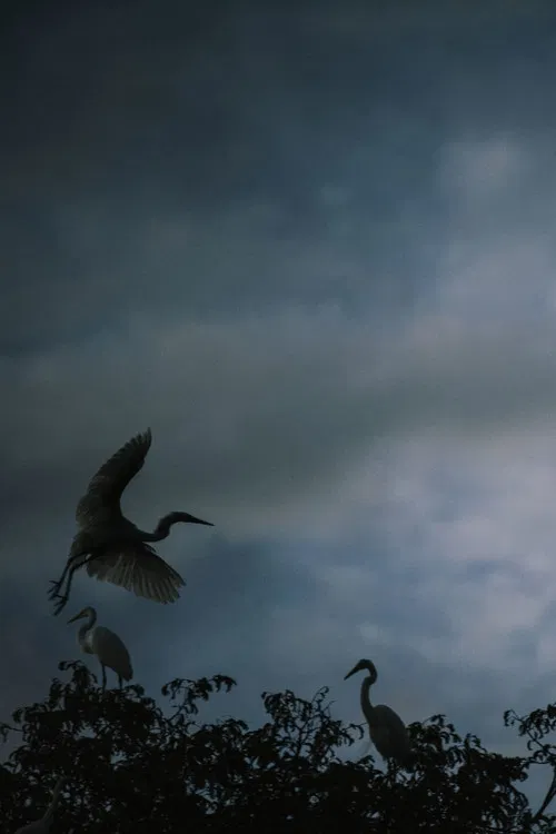 Avant la nuit poster