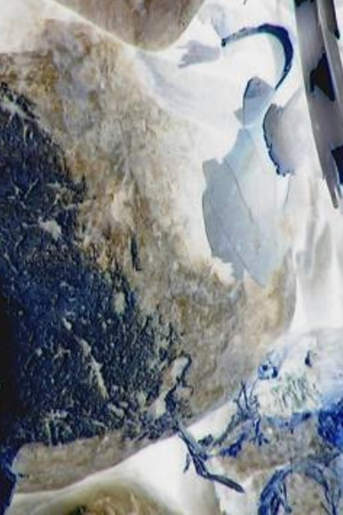 Ecosystem 17 ~ Castor poster