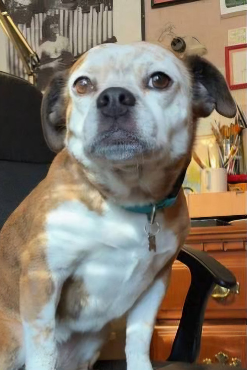 Dorothy the Dog profile