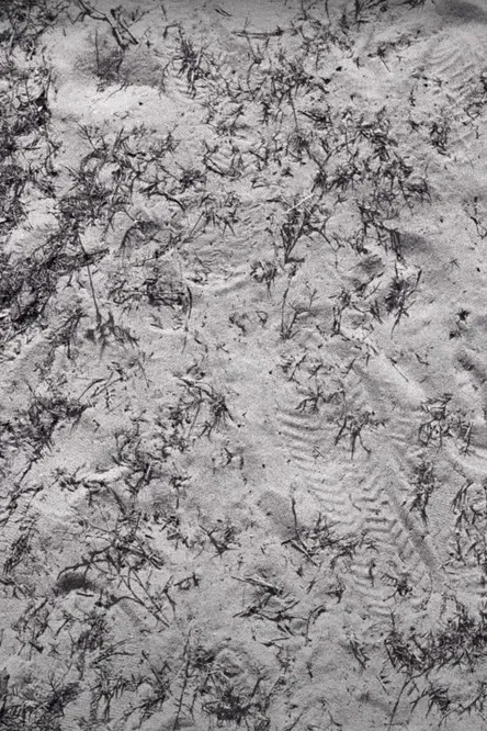 Seeds (Sketch 1) poster