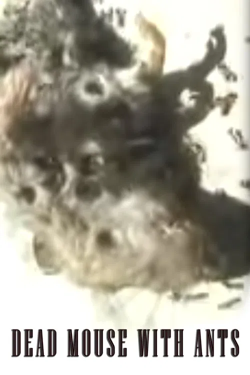 Dead Mouse with Ants poster