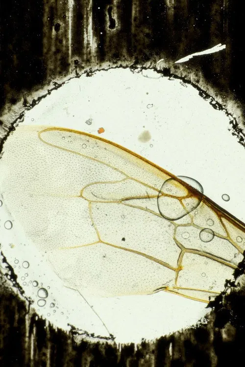 Hasta el cementerio de Flores poster