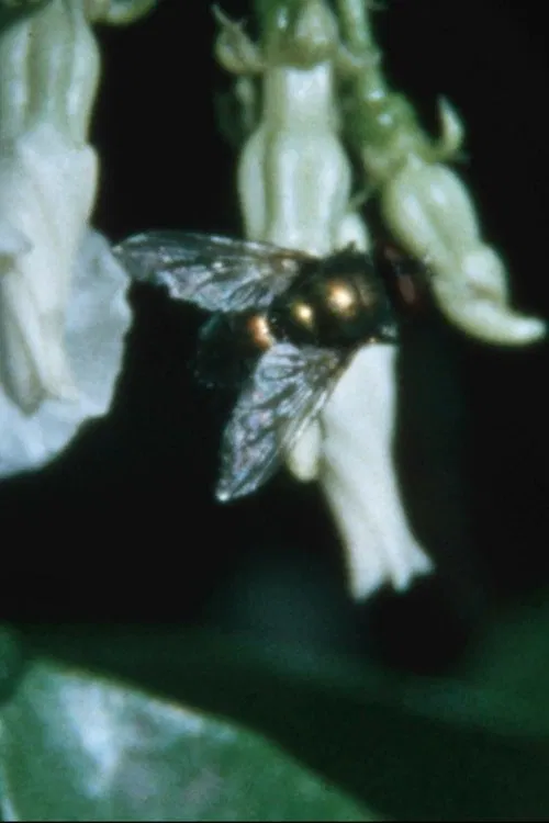 Stuck in a dream poster