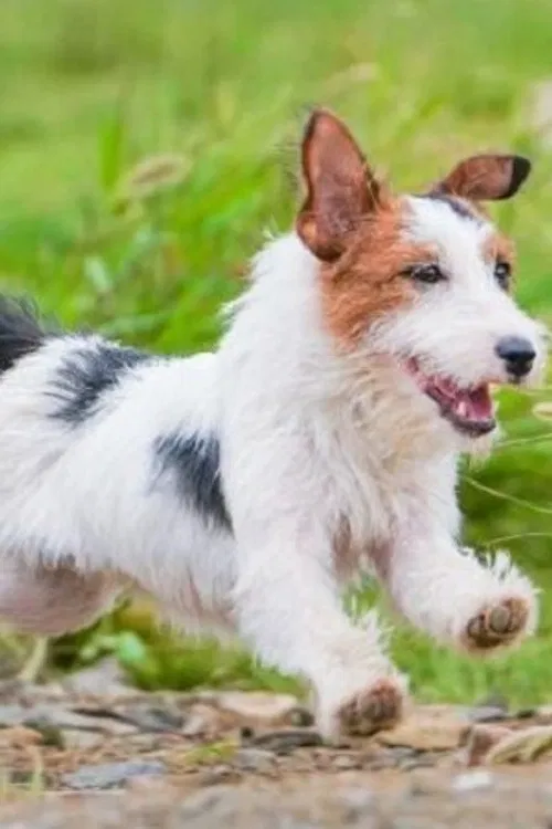 Seven Blessings profile