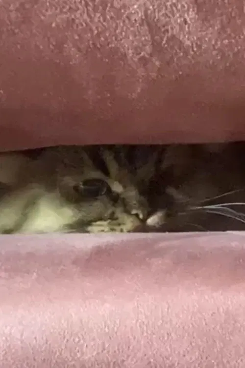 A Cat's Ascend To Claustrophobic Tranquility poster