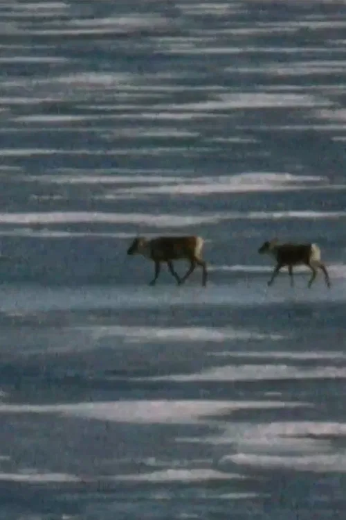 Caribou in the Archive poster