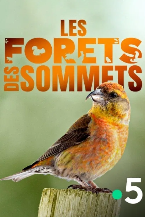 Les forêts des sommets poster