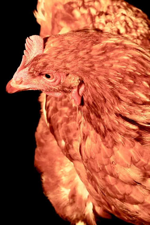 The Chicken profile