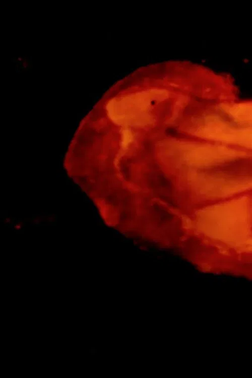 Under the Microscope poster