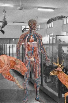 Myanmar Anatomy poster