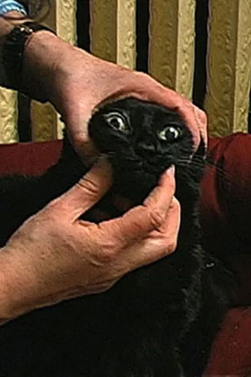 The Housesitter poster