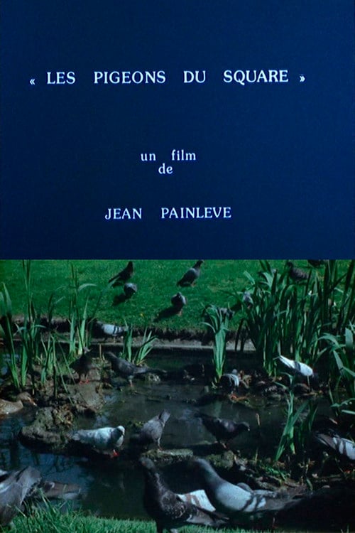 Pigeons in the Square poster