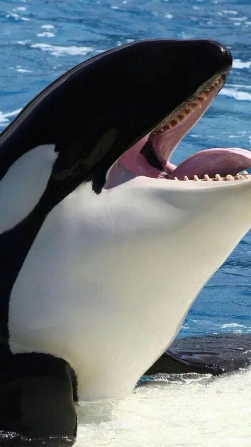 Orcas asesinas - Inteligencia al máximo poster