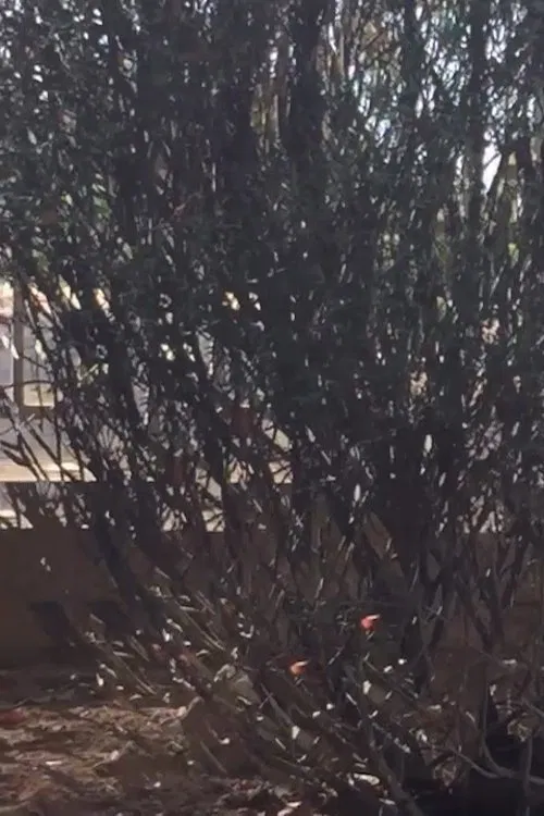 All Those Things poster