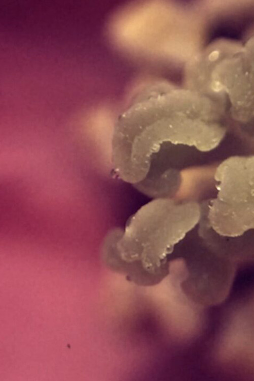 uchronia, no.1 poster