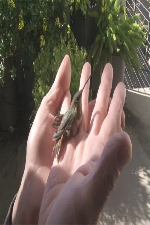 Birds in the Window poster