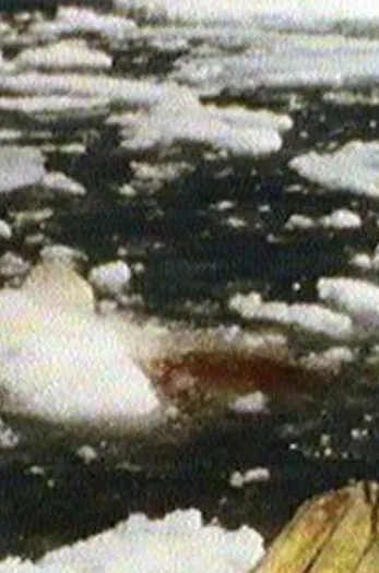 Whale Hunting (Qilaluganiatut) poster